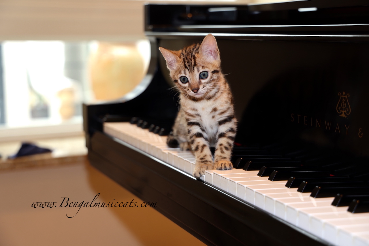 Founder with Bengal cat